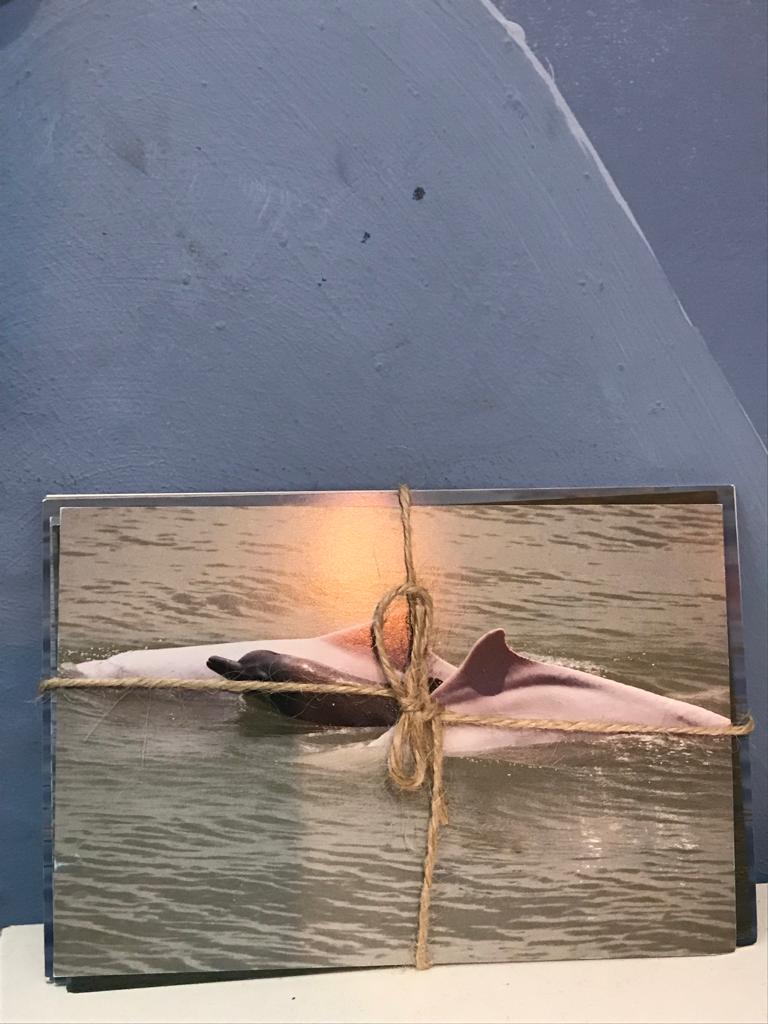 海豚postcard